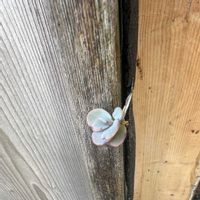 ど根性,8月の花,横浜,カランコエ♡,ベランダの画像