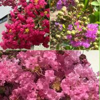 アサガオ,アサガオ,サルスベリ,サルスベリ,シュウメイギクの画像