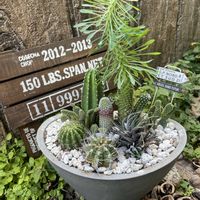 サボテン,サボテン寄せ植え,鉢植えの画像