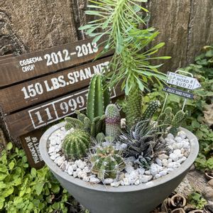 サボテン,サボテン寄せ植え,鉢植えの画像