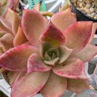 多肉植物,葉挿し,多肉寄せ植え,実生苗,葉挿しっ子の画像