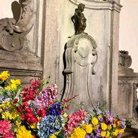 キク,ボケ,紫陽花 アジサイ あじさいの画像