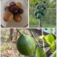 パッションフルーツ,レモン,パパイヤ,沖縄,ヤンバルの画像