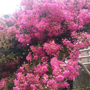 サルスベリ,放置栽培,零れ種から,自然にお任せ,庭に咲くお花たちの画像