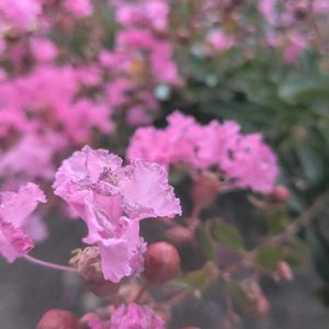 サルスベリ,サルスベリ,サルスベリ,百日紅,百日紅（サルスベリ)の画像