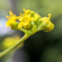 オミナエシ,かぼちゃ,キツリフネ,カボチャ,カボチャ の花の画像