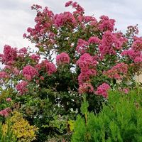 サルスベリ,チョウセンアサガオ,散歩中,今日のお花,チーム愛知の画像