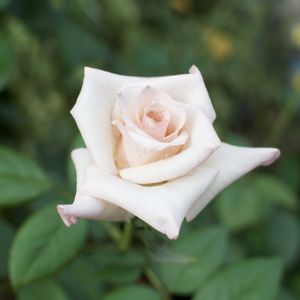 バラ,ファーストレディ,薔薇　ファーストレディ　アキエ,バラ・ファーストレディ,ローズの画像