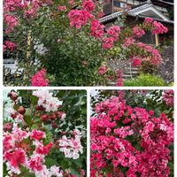 コスモス,サルスベリ,パイナップル,イチジク,今日のお花の画像