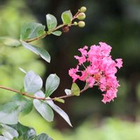 キク,キク,サルスベリ,サルスベリ,ホオズキの画像