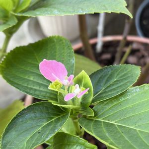 紫陽花挿し木,ベランダガーデン,挿し木,花のある暮らし,挿し木から成長の画像