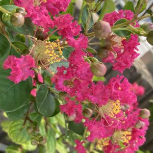 今日のお花,#ガーデニング,ピンクワールドへ ようこそ,エクステリアの画像