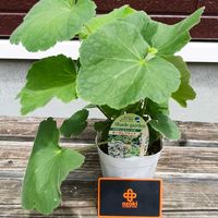 ヒューケラ,観葉植物,オザキフラワーパーク,プレゼント,花のある暮らしの画像