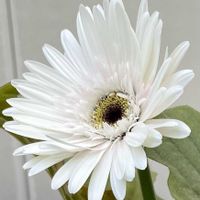 開花,植物のある暮らし,植物の生命力,ガーベラミルクシェイク,庭の画像