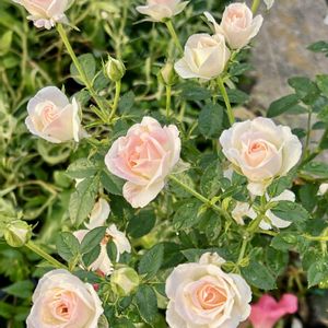 ミニバラ,ガーデニング,夏越し,ばら バラ 薔薇,庭のある暮らしの画像
