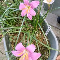 鉢植え,花のある暮らし,私の癒やし,家の脇にの画像