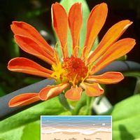 百日草,プランター栽培,オレンジ色の花,種からの栽培,百日草の栽培の画像