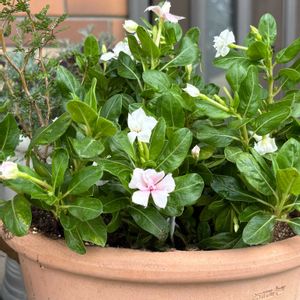 天使のビンカ　エンジェルホワイト,寄せ植え,花のある暮らし,ナチュラルスタイル,PRの画像
