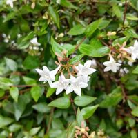アベリア,家の近く,チームGS♡の画像