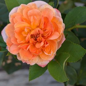 薔薇,寄植え,小さな庭,玄関アプローチ,庭の画像