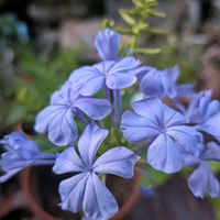 ルリマツリ,るりまつり,鉢植え,花のある暮らし,挿し木からの画像