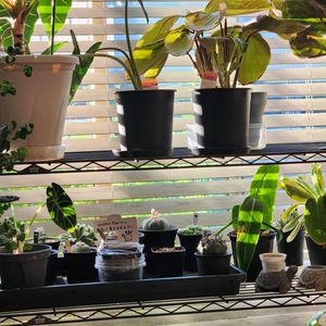 ロフォフォラ 銀冠玉,ロフォフォラ 銀冠玉,植物棚,植物の生命力,さぼてんの画像