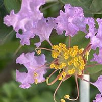 サルスベリ,花壇,ガーデニング,山野草,樹木の画像