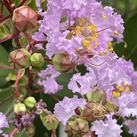 サルスベリ,花壇,ガーデニング,山野草,樹木の画像