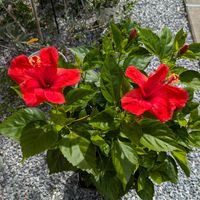寄せ植え,花壇,ガーデニング,か〜わい〜,家庭菜園の画像
