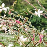 ライスフラワー,ミズヒキ,ガウラ(白蝶草),ナンテン(南天),鉢植えの画像