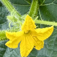 キュウリ,黄色い花,ウリ科,さんぽ,インド原産の画像