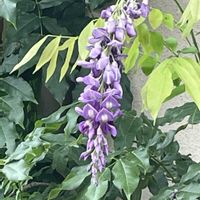 フジ,花のある暮らし,緑のある暮らし,癒しの草花,元気をくれる草花の画像