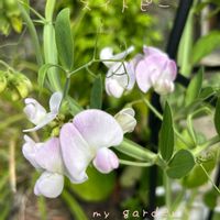 スイトピー,鉢植え,ガーデニング,玄関アプローチ,庭の画像