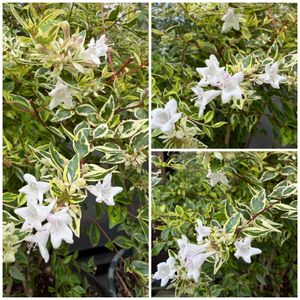 アベリア,斑入りアベリア,鉢植え,白い花,花のある暮らしの画像