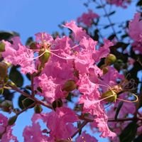 サルスベリ,サルスベリ,クーペリー,癒し,花のある暮らしの画像