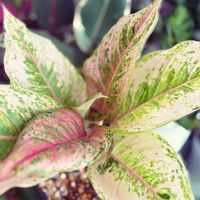 アグラオネマ,観葉植物,グリーンのある暮らし,インドアグリーン,癒しの空間の画像