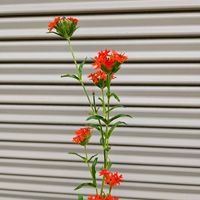 リクニス・レッドクロス,鉢植え,明るい日陰,プランター,ガーデニング初心者の画像