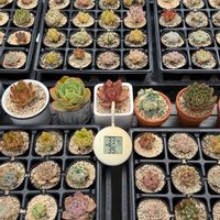 多肉植物,クラッスラ,エケベリア属の画像
