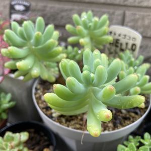 乙女心,七福神,ローラ,ピーチプリデ,多肉植物の画像