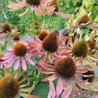 エキナセア,ドライフラワー,夏の花の画像