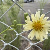 ススキ,ヒヨドリジョウゴ,アキノノゲシ,野の花,名前を教えてくださいの画像