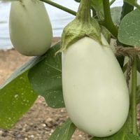 ナス,ニンジン,ニンジン,とうもろこし,とうもろこしの画像