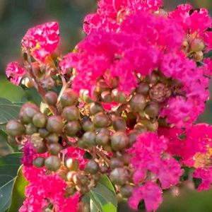 花木,植木鉢,花いろいろ,バラと夢CLUB,おうち園芸の画像