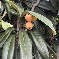 ビワ,散歩,気候変動？,狂い生りの画像