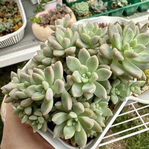 姫秋麗xプロリフィカ,多肉植物,多肉棚,多肉植物の夏越し,庭の画像
