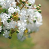 サルスベリ,百日紅（サルスベリ),お花,過去pic,今日のお花の画像