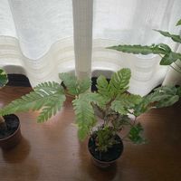 シノブの画像