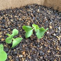 ラディッシュ,プランター野菜,家庭菜園,ベランダの画像
