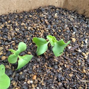 ラディッシュ,プランター野菜,家庭菜園,ベランダの画像