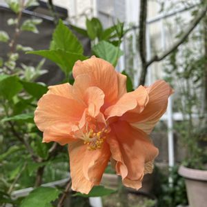 ハイビスカス,ハイビスカス ロバツス,多肉植物,塊根植物,コーデックスの画像